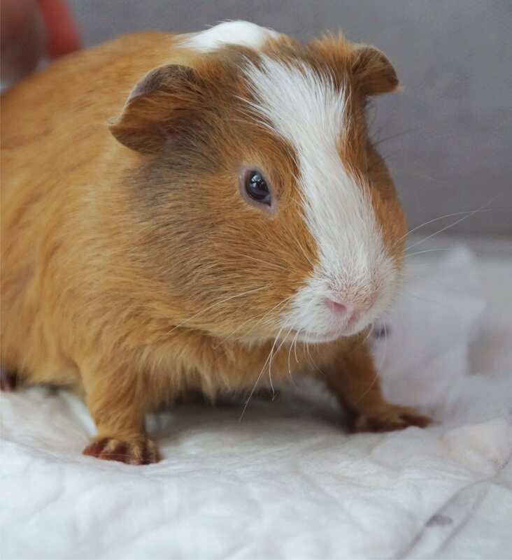 Рыжий парень - Наталия Григорьева