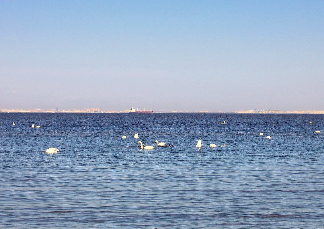 Лебеди  на Финском заливе. - VasiLina *