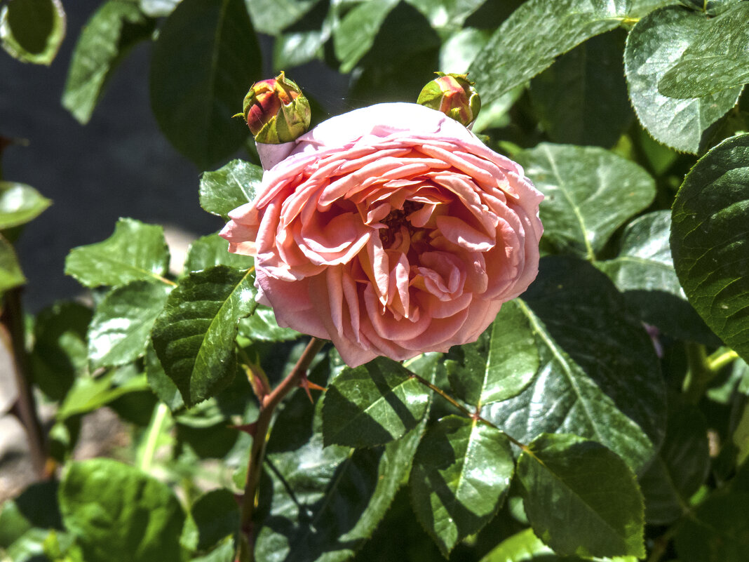 Роза   Абрахам  дерби - Валентин Семчишин