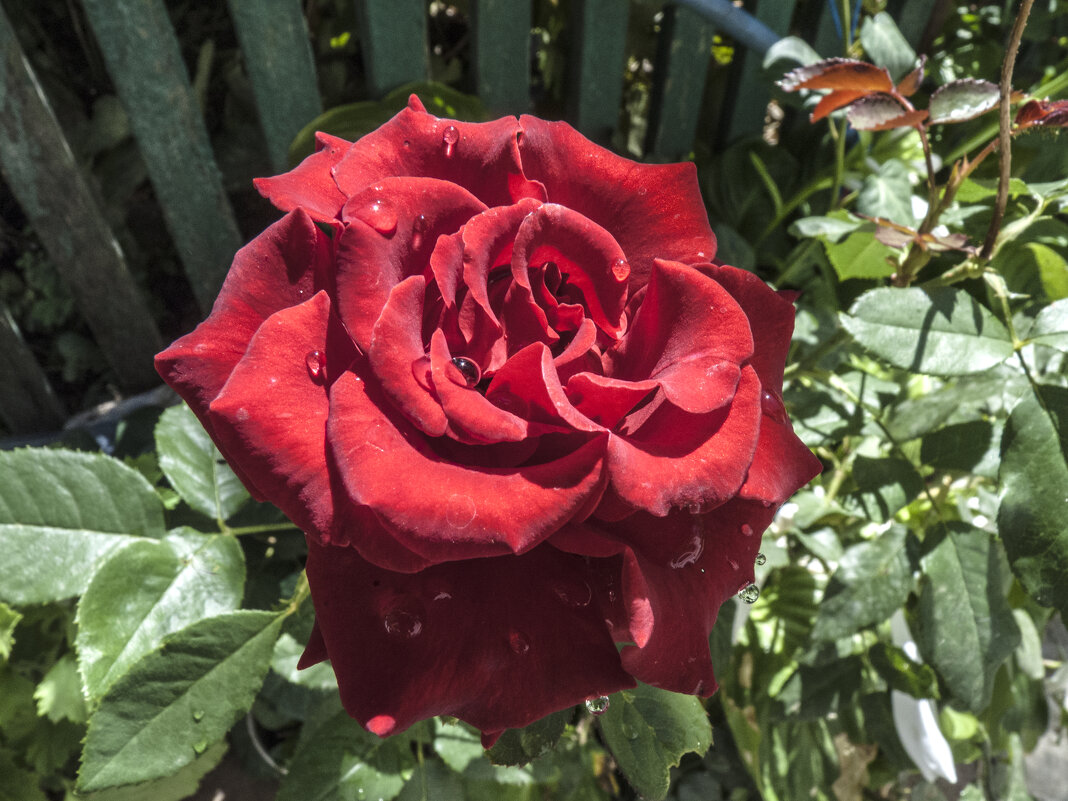 Бархатная  роза - Валентин Семчишин