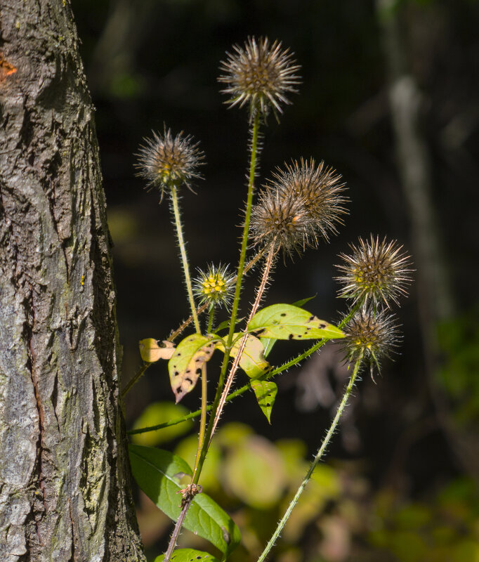 .....семья колючих! - volk777600 Волков