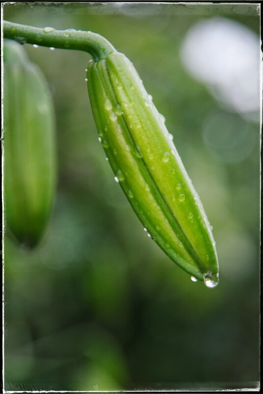 Бутон лилии после дождичка... - Руслан 