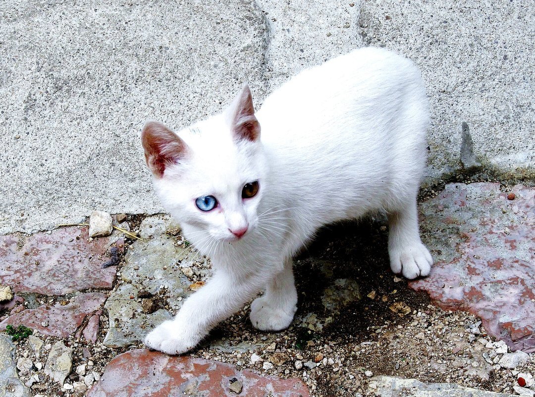 Котик! - жанна нечаева