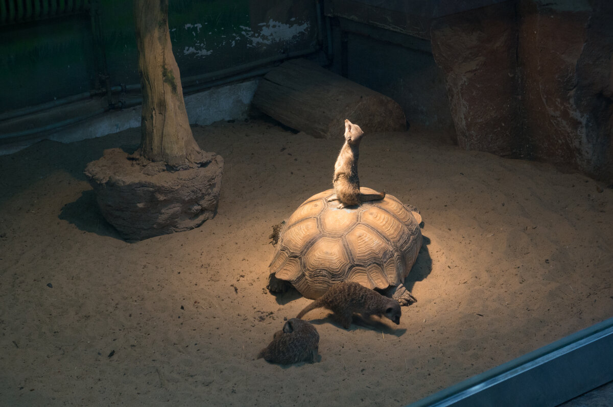 Казань. Зооботсад - Андрей 