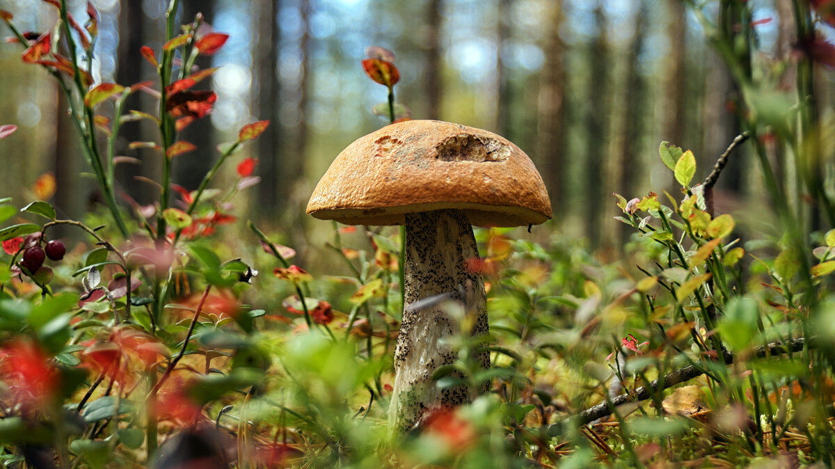 подосиновик.... - Ольга Cоломатина