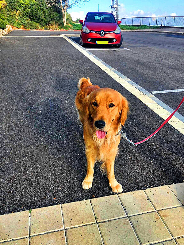 РЫЖИК - Анатолий Малобродский