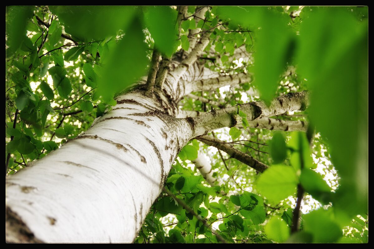 Родная березка... - Руслан 