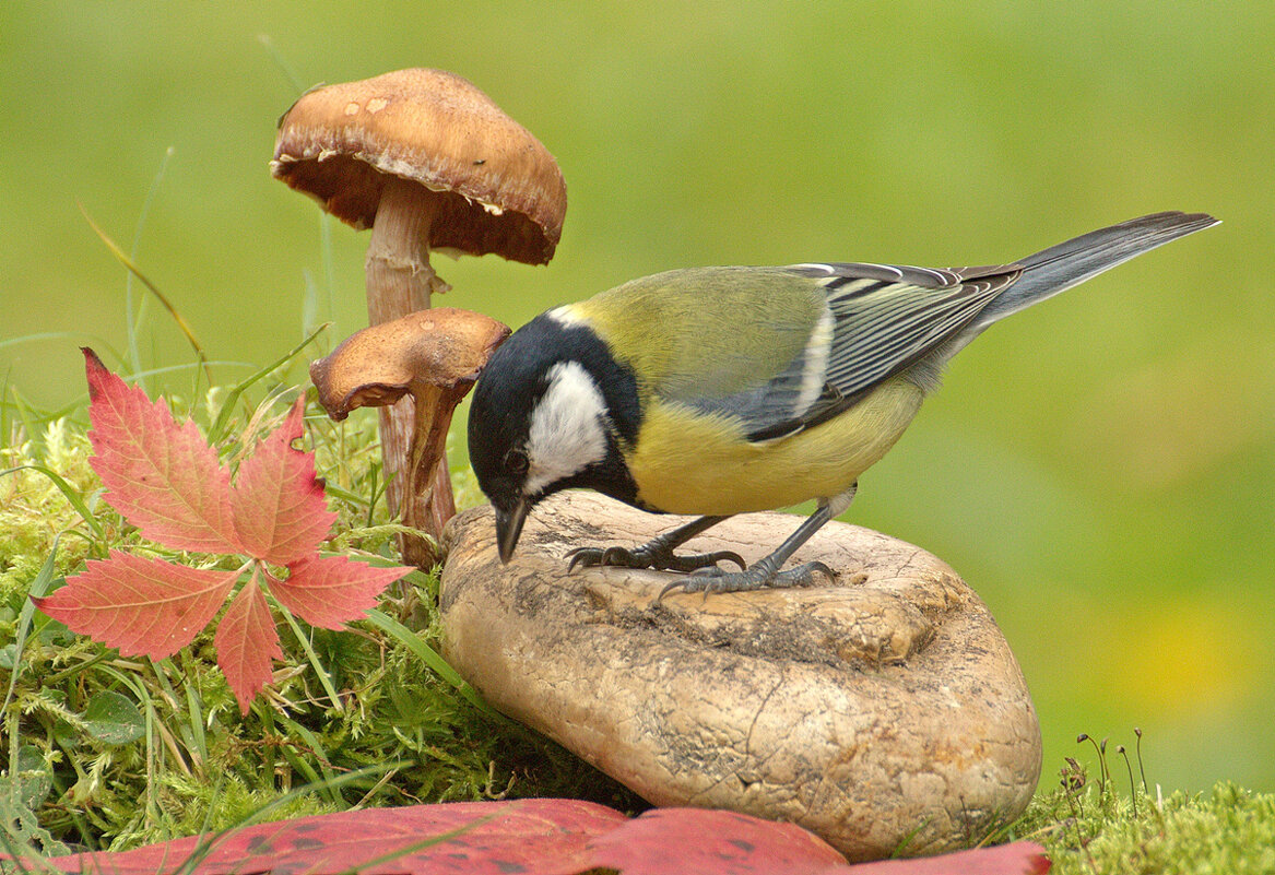... - Вячеслав Минаев