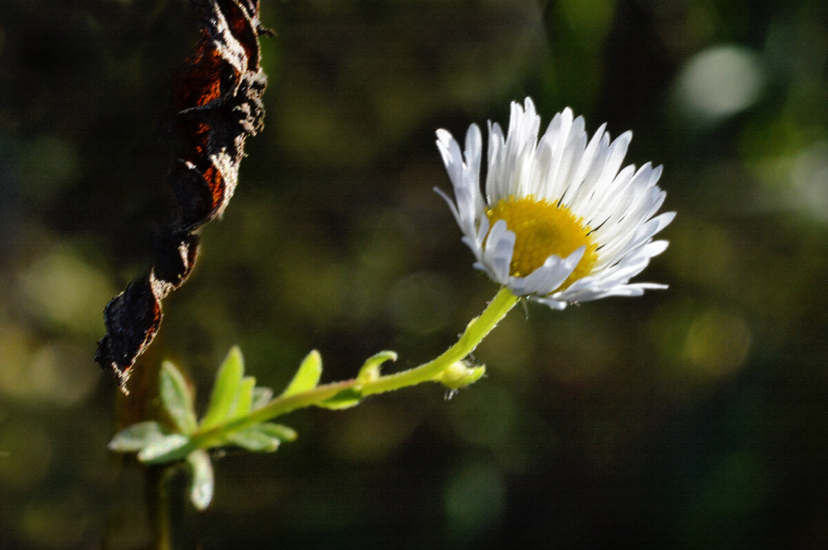 Мелколепестник - Надежда Куркина 