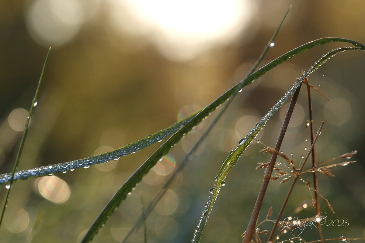 *** - Елена Kазак (selena1965) *** - Елена Kазак (selena1965)