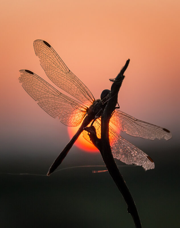 Лето красное пропела... - Ирина Лето красное пропела... - Ирина