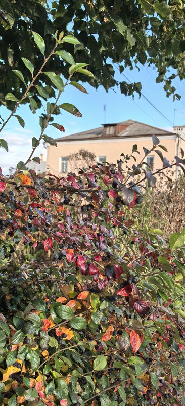 Золото осени - Алексей Лукаев