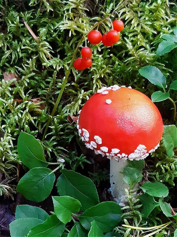 Красная шапочка! - Нина Андронова