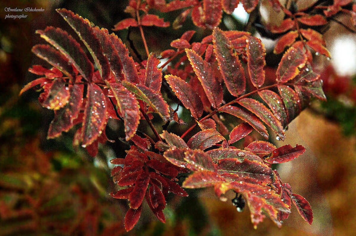Багрянные листья рябины - Светлана Ищенко