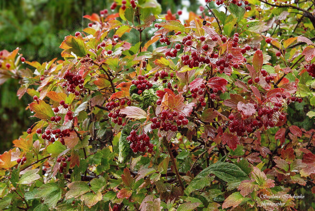 Калина красная - Светлана Ищенко Калина красная - Светлана Ищенко