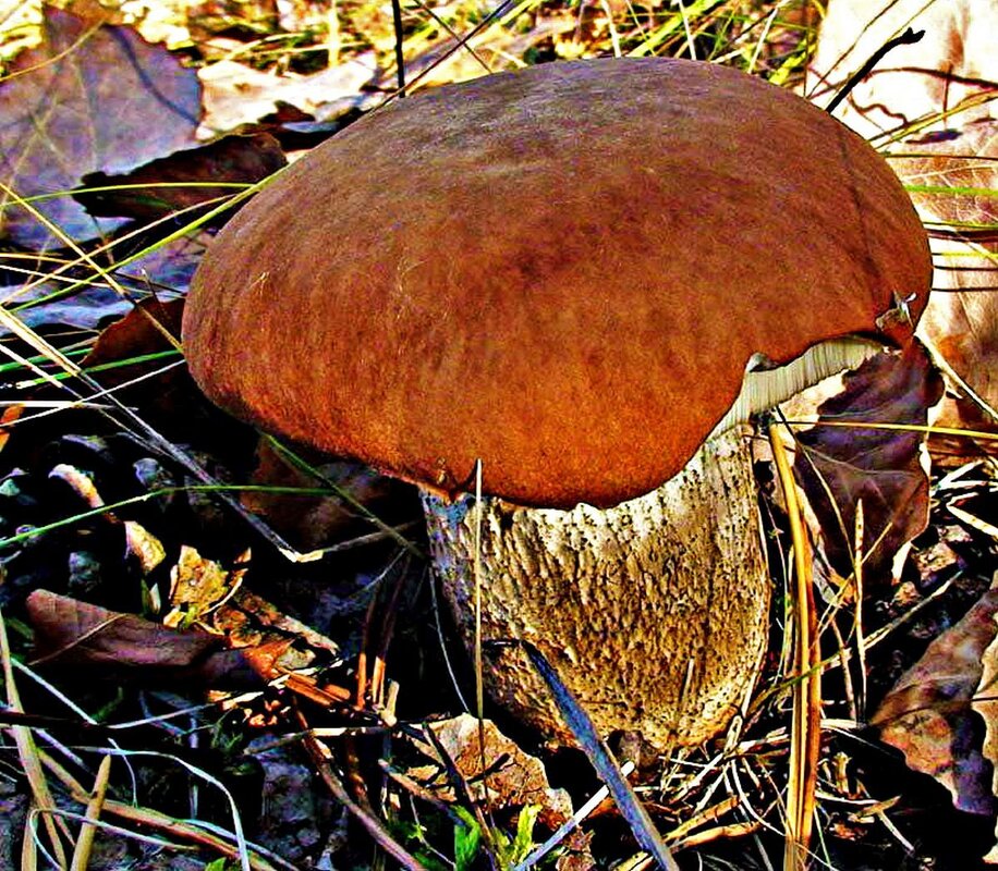 Дорасту до снега! - Владимир 