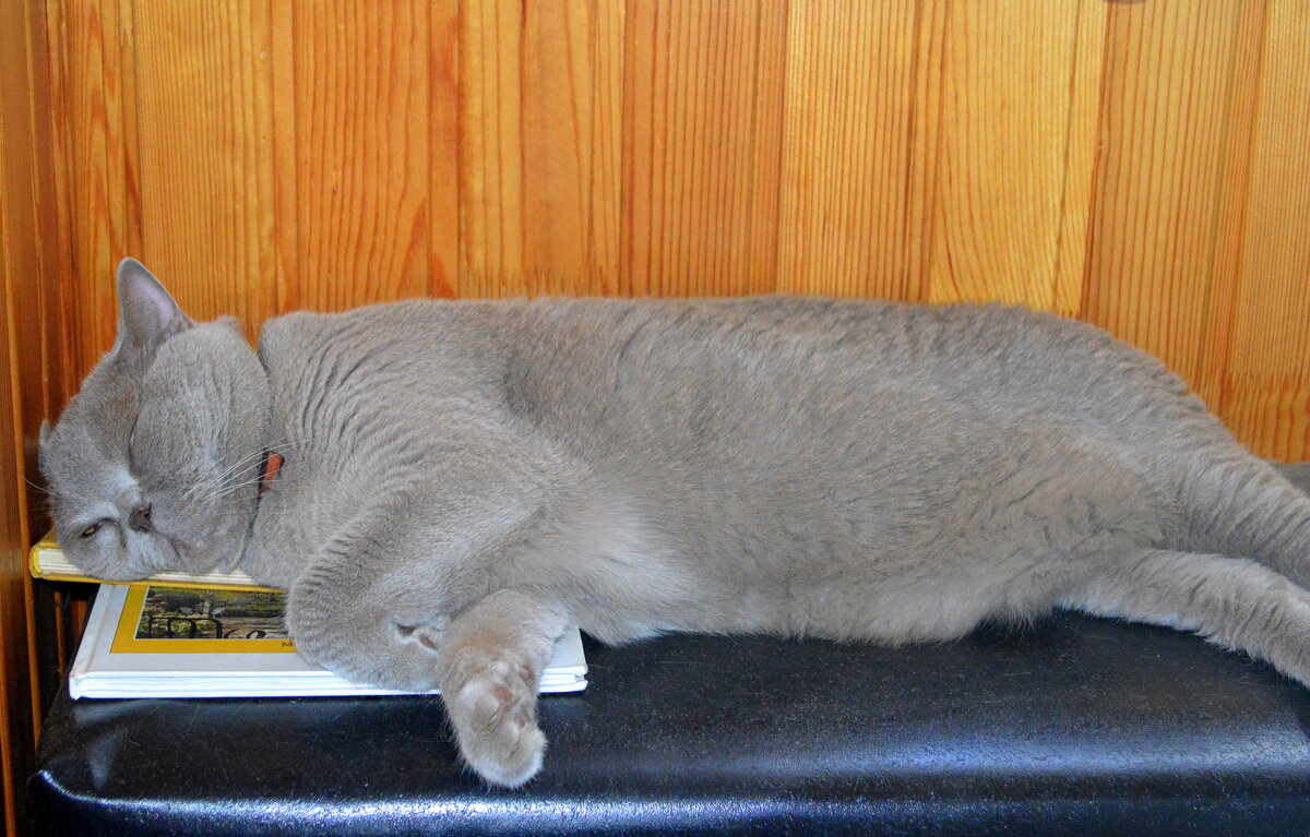 Начитался) - Татьяна Лютаева