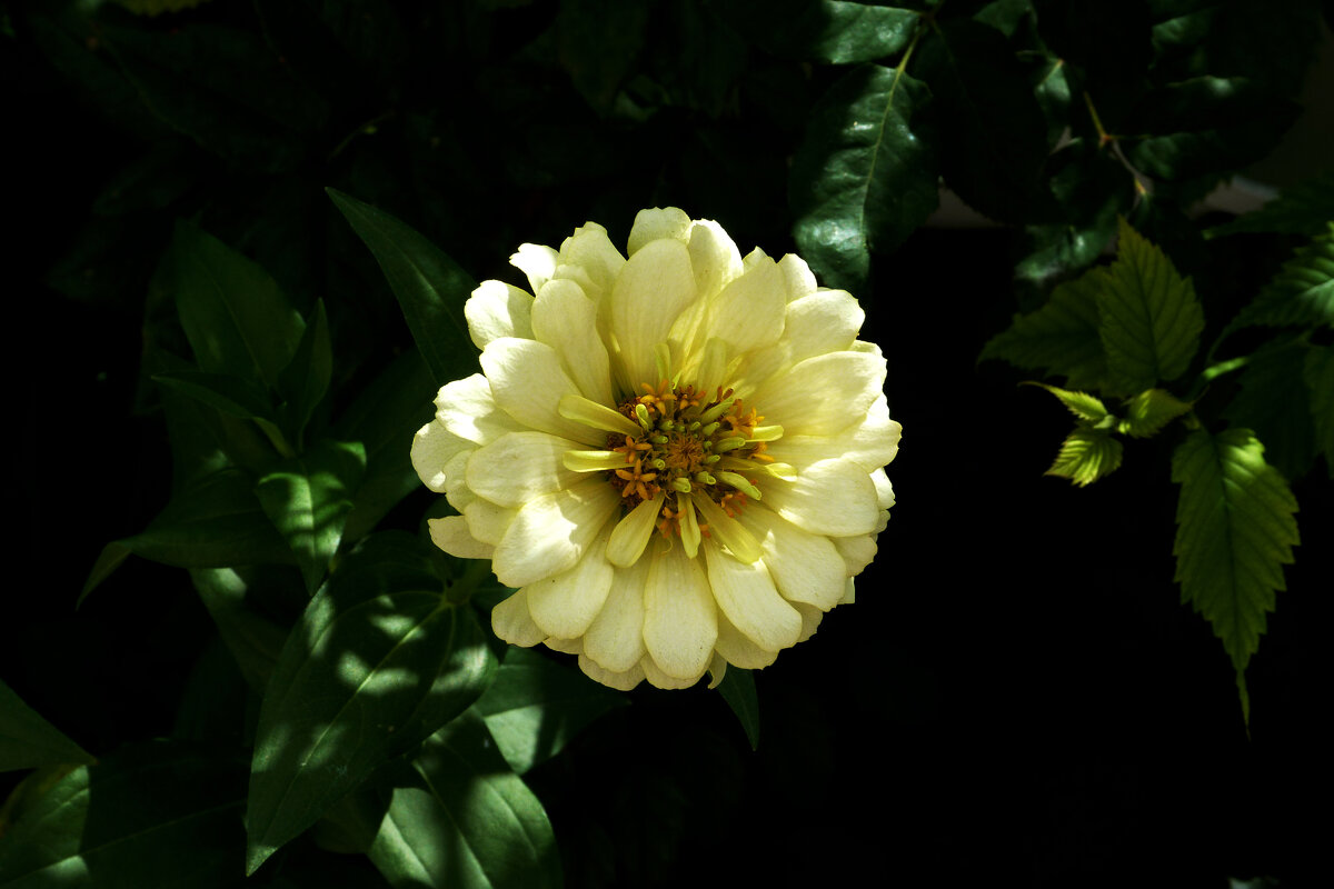 Циния жёлтая - Валентин Семчишин