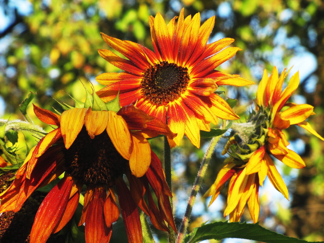Красавцы - Людмила Смородинская