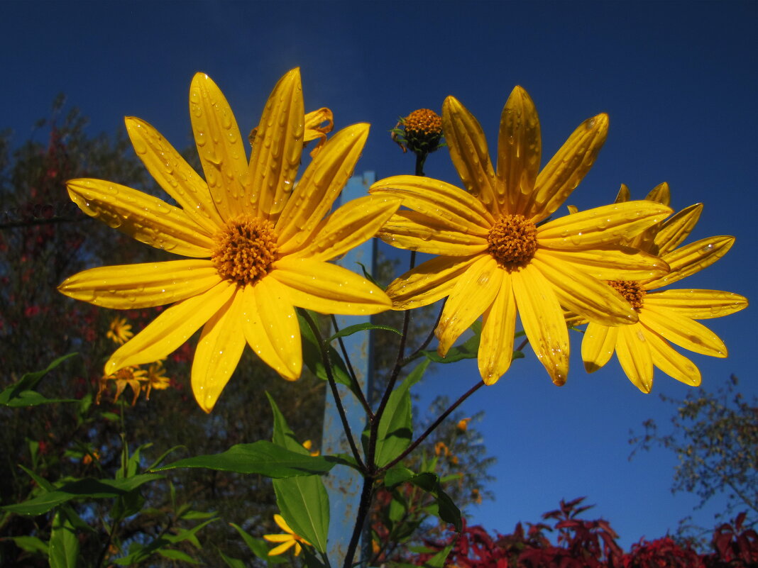 Топинамбур цветёт - Людмила Смородинская