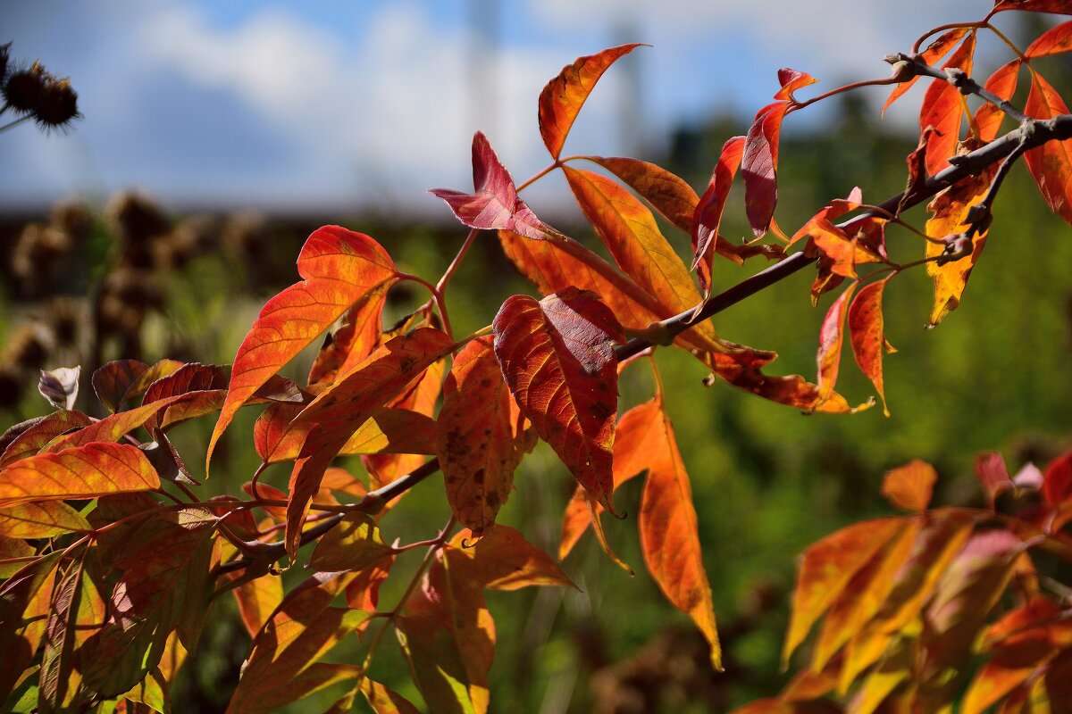 Осенний этюд. - Владимир Мигонькин