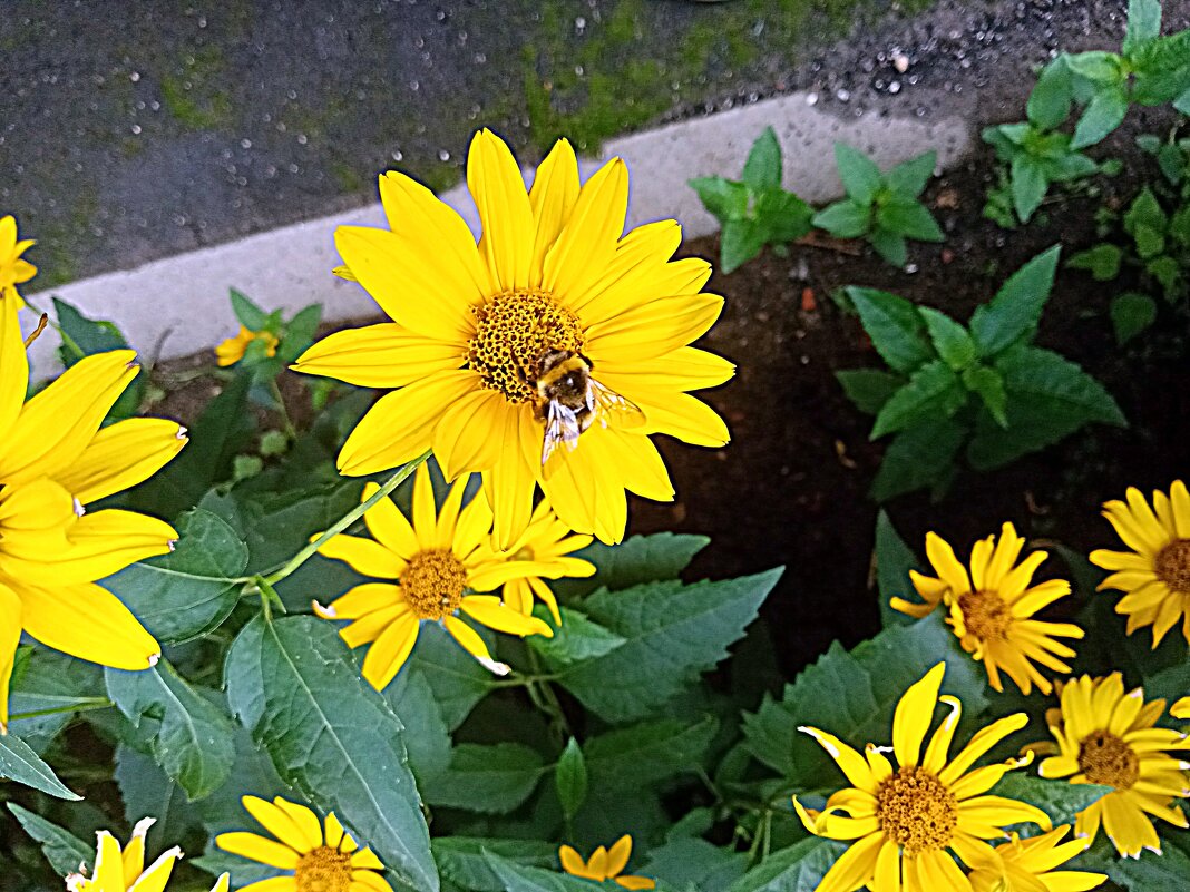 Цветы. - Владимир Драгунский