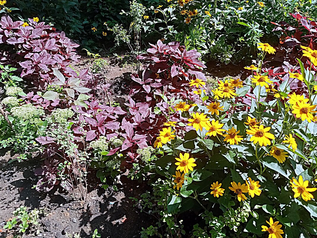 Цветы. - Владимир Драгунский