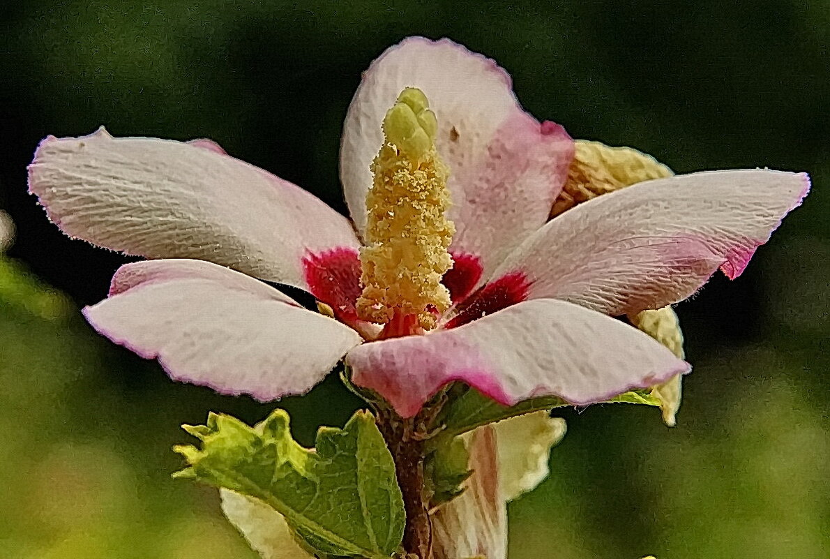 Про разный Гибискус... - Николай Саржанов