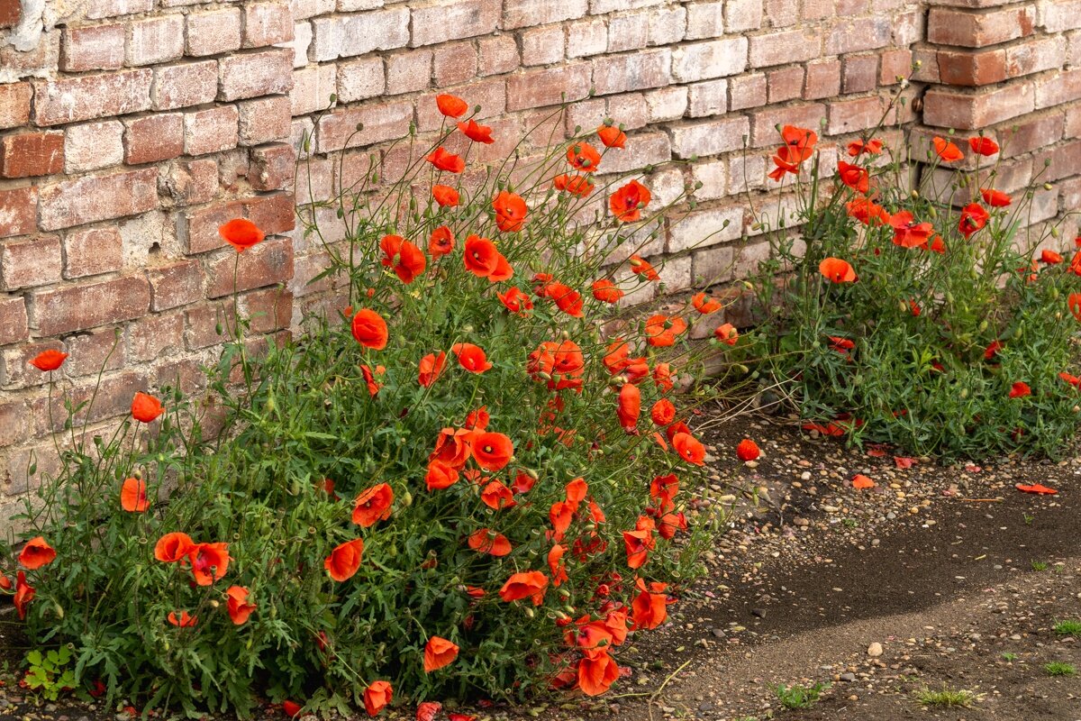 Мак - Игорь Сикорский Мак - Игорь Сикорский