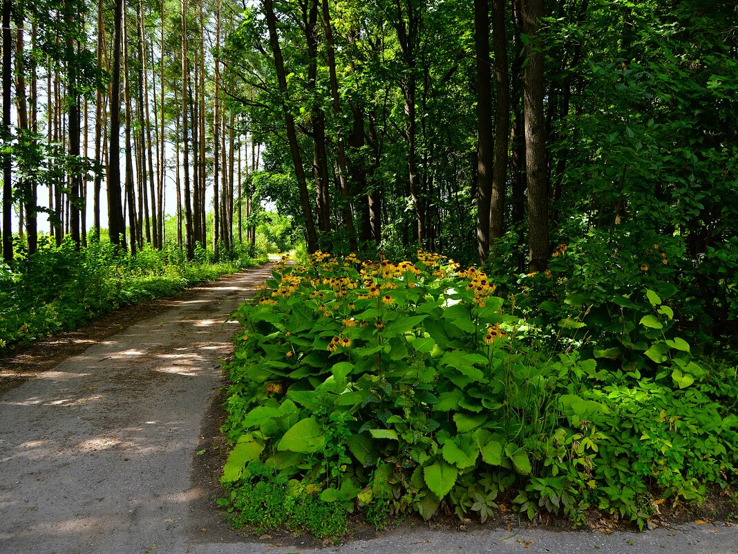 Чебоксары. Цветёт телекия в Ботаническом саду. - Пётр Чернега Чебоксары. Цветёт телекия в Ботаническом саду. - Пётр Чернега