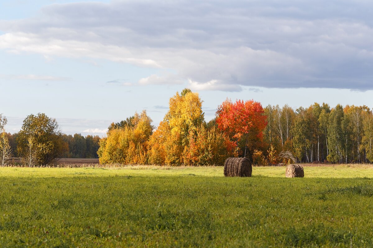 осенние поля - Виктор Ковчин