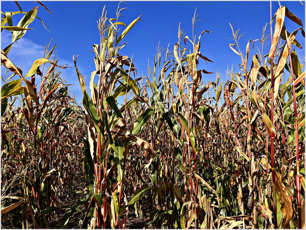 Кукурузное поле. - Валерия Комова