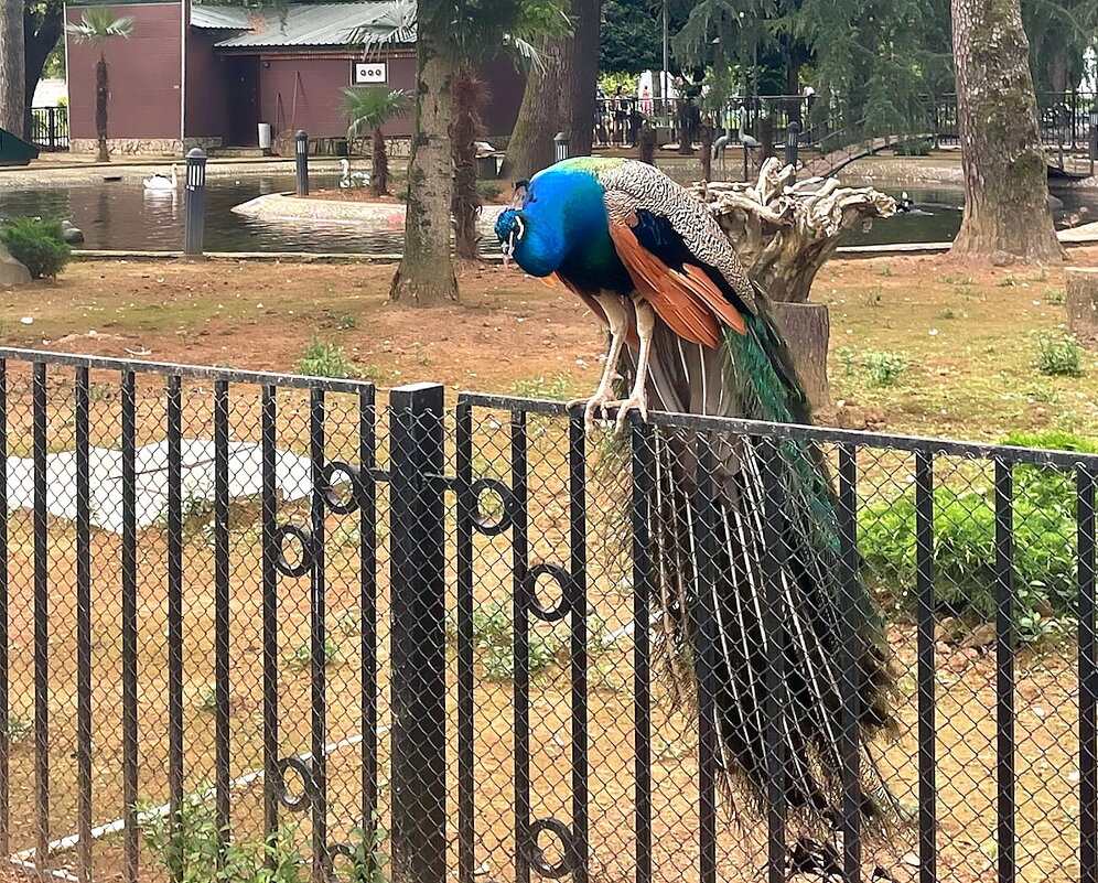 Грузия. Батуми. Батумский бульвар. - Ольга Довженко