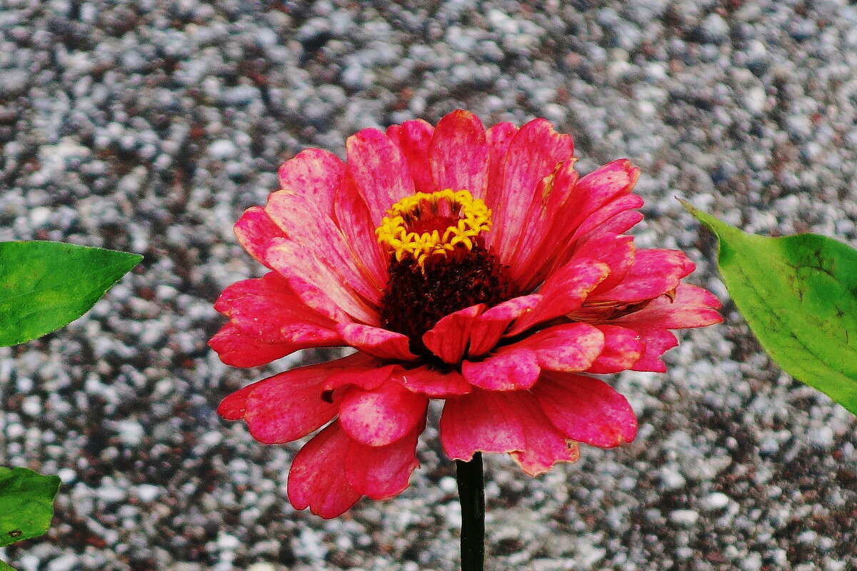 Циния - Рита Симонова