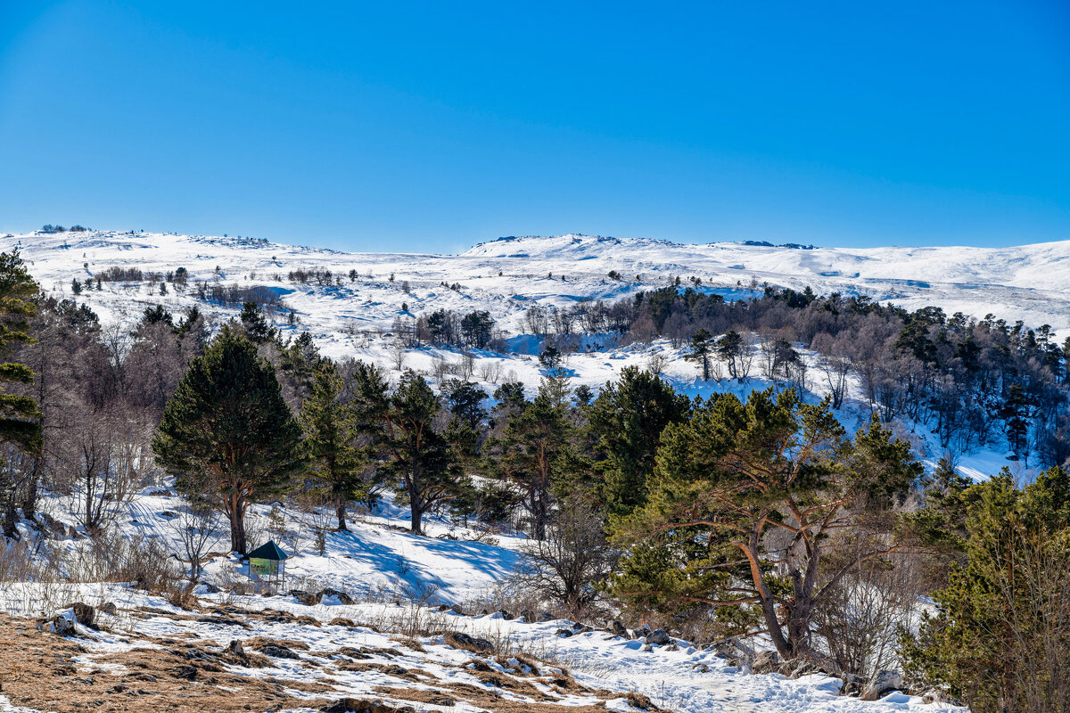 Плато Лаго-Наки зимой. Адыгея. - Дина Евсеева Плато Лаго-Наки зимой. Адыгея. - Дина Евсеева
