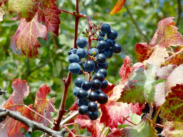 осенние подарки - Ольга 