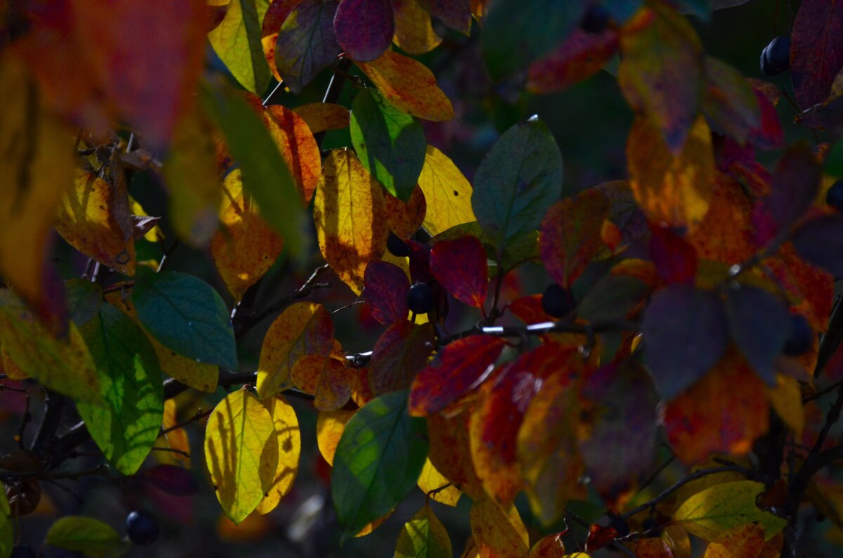 Все краски осени в одном фото. - Наталья Вязигина