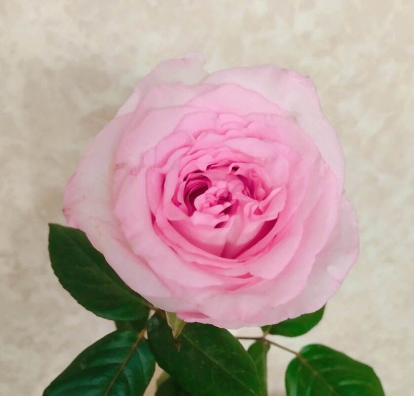 Триптих - Галина Бобкина