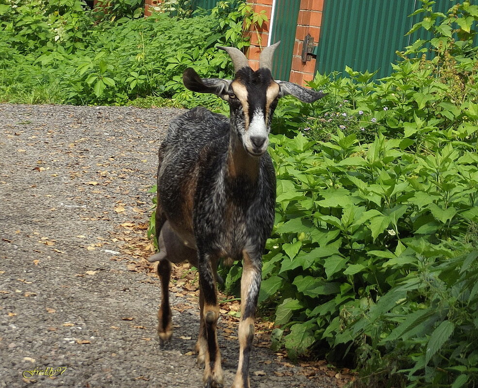 Козочка - Freddy 97