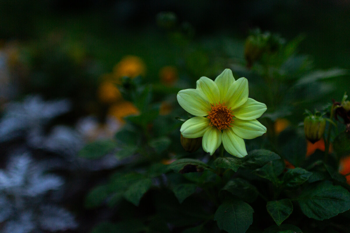 Цветок - Екатерина Мацола Цветок - Екатерина Мацола