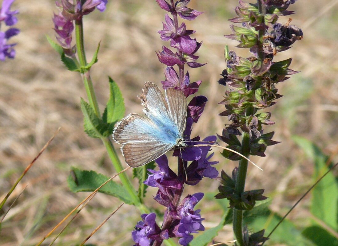 Голубянка на шалфее - Елена Елена