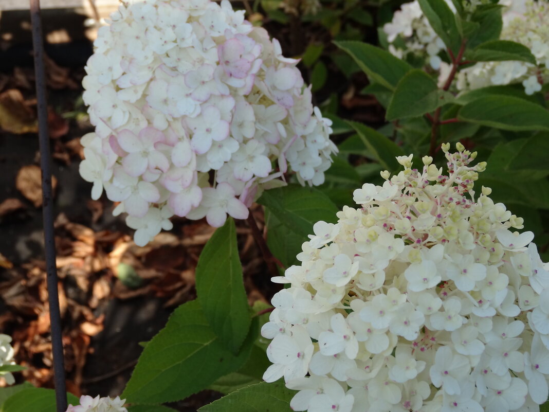 ГОРТЕНЗИЯ - СЕРГЕЙ ФИЛОЧКИН ГОРТЕНЗИЯ - СЕРГЕЙ ФИЛОЧКИН