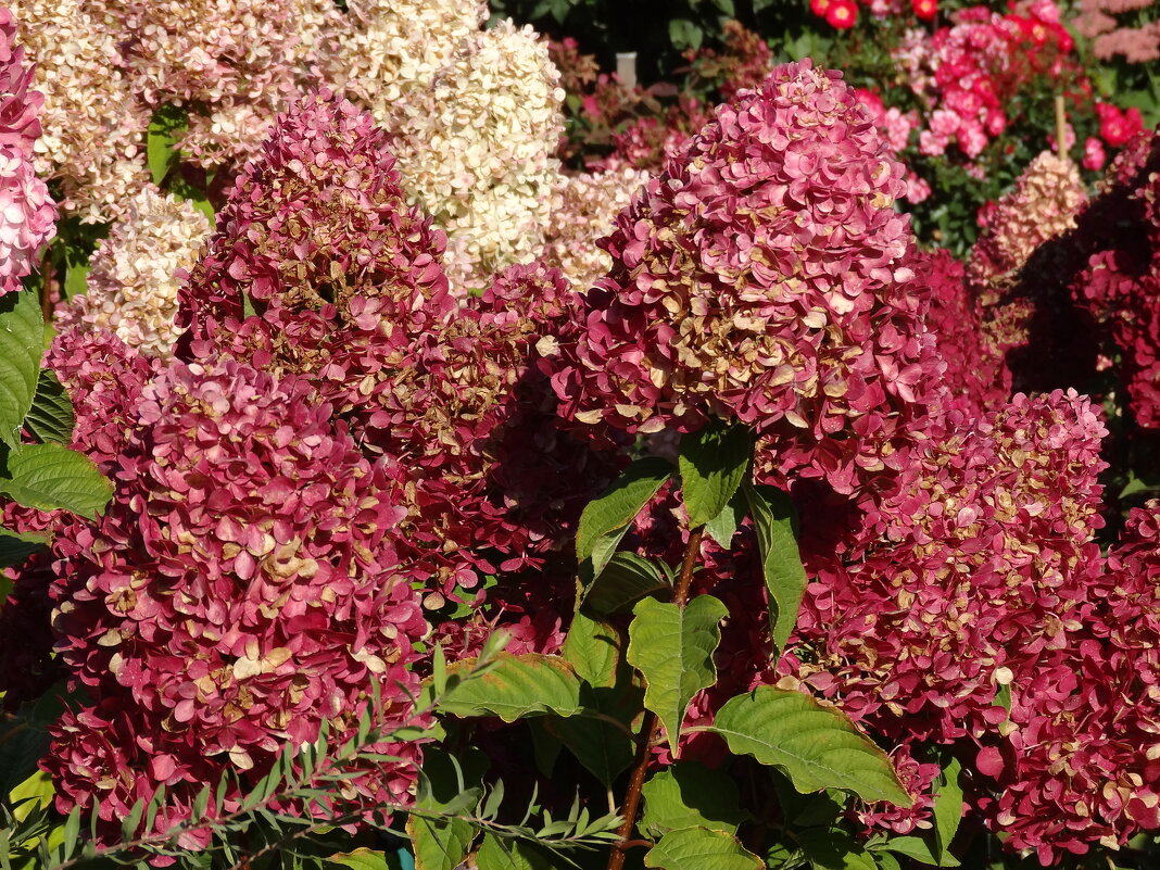 ГОРТЕНЗИЯ - СЕРГЕЙ ФИЛОЧКИН