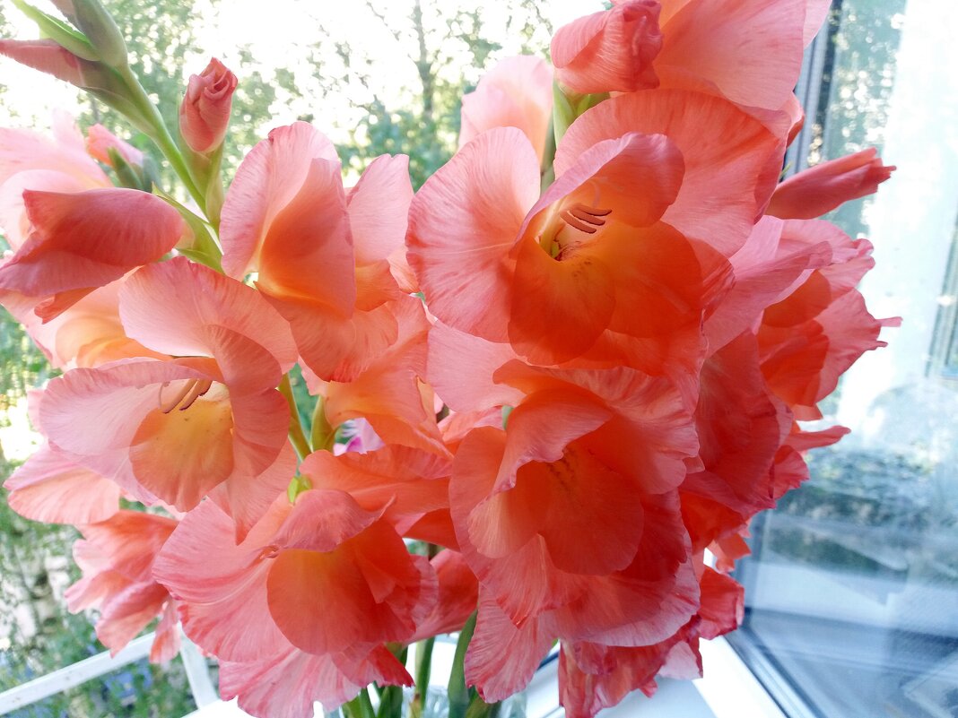 Последние гладиолусы нашего сада - Galina Solovova