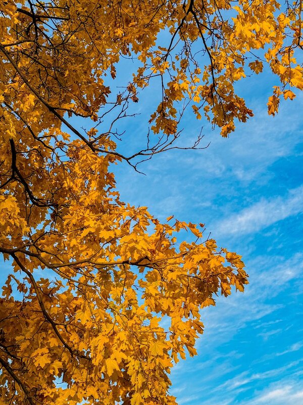 *** - Яна Горбунова