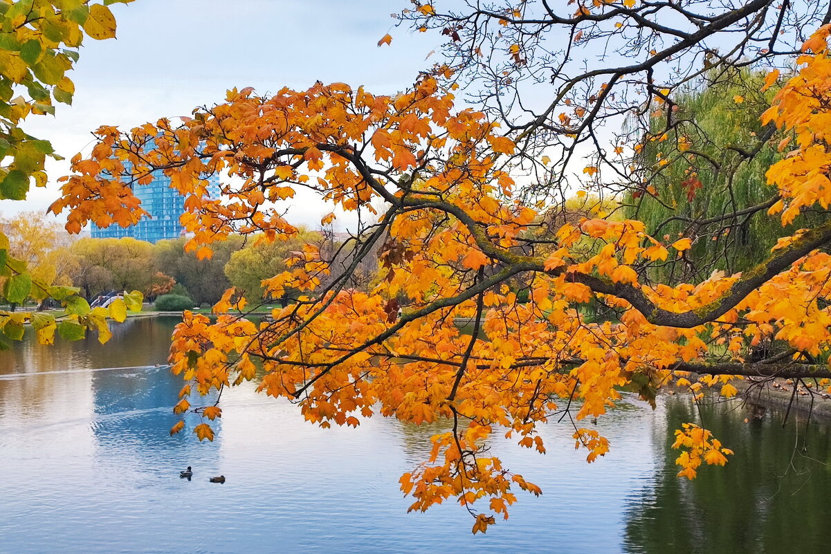 Парк осенью - Александр Сивкин