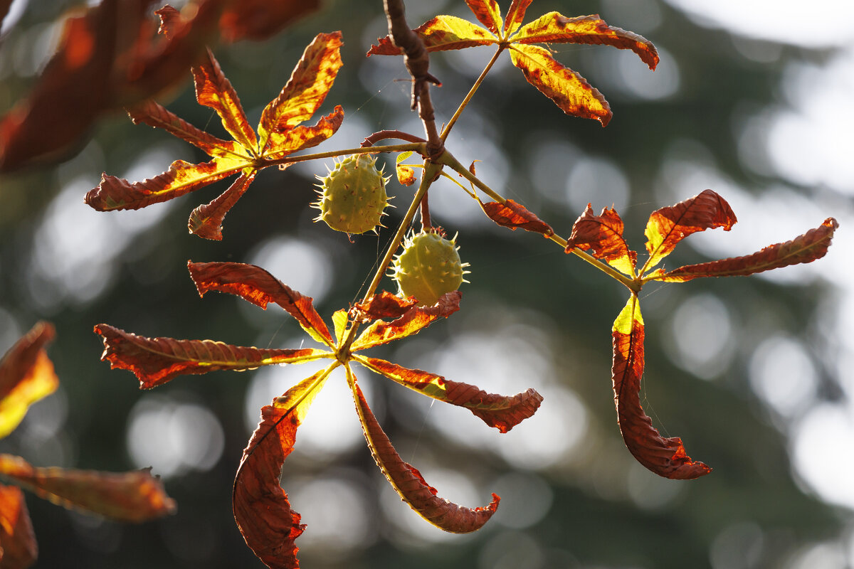 Осенние этюды - Светлана Тихонина