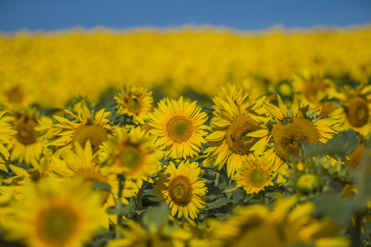 Море подсолнухов.... - Sergey (Apg)