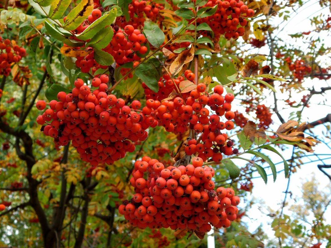 Рябина обыкновенная - Наиля 