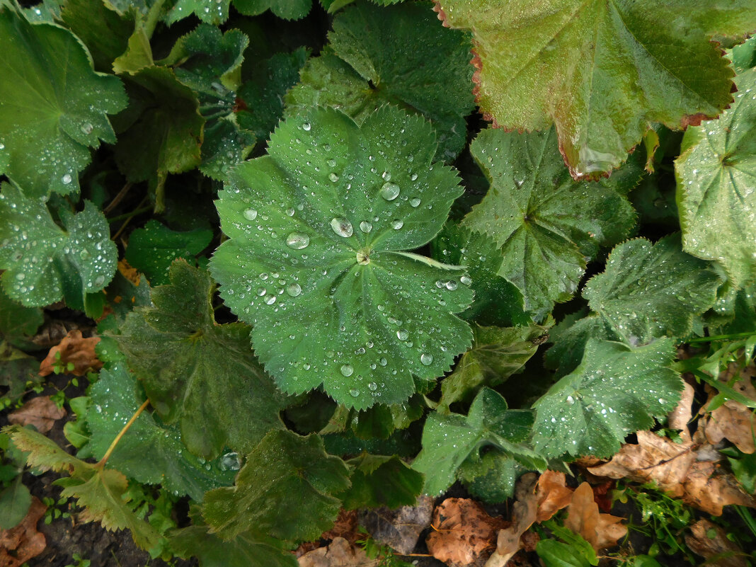 Манжетка обыкновенная под дождем - Наиля 
